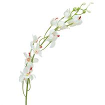 položky Orchidea Mokara biela 92cm 3ks