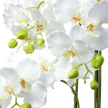 položky Orchidea biela so zemeguľou 110cm