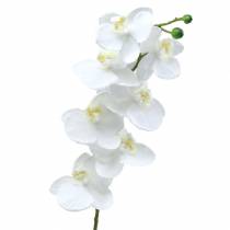 položky Orchidea biela 77cm