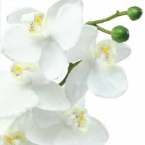 položky Orchidea biela 77cm
