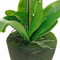 položky Umelé orchidey do kvetináča biele 80cm