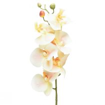 položky Umelá orchidea krémová pomarančový Phalaenopsis 78cm