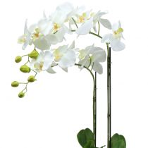 Orchidea biela na žiarovke 65cm