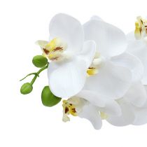 položky Vetva orchidey biela L58cm
