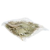 položky Palmspear Sun mini príroda 50 ks