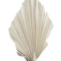 položky Palmspear Mini bielené 100 ks