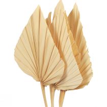 položky Palmspear Palmové listy Prírodná dekorácia bielená 12,5×38cm 4ks
