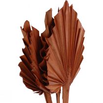 položky Palmspear palmové listy prírodná dekorácia hnedá 5-9×14cm L35cm 4 ks