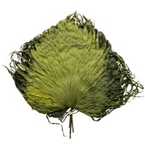 položky Dekorácia z palmových listov na exotické aranžmány a stolové dekorácie, 5 kusov