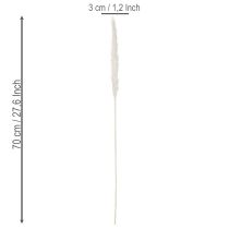 položky Sušené kvety z pampasovej trávy bielené 70 cm 15 ks
