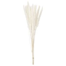 položky Sušené kvety z pampasovej trávy bielené 70 cm 15 ks