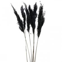 položky Pampas tráva čierna 65-75cm suchá tráva prírodná dekorácia 6 kusov
