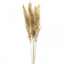 položky Suchá dekorácia pampová tráva sušená bielená 70-75cm 6ks