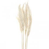 Pampas tráva sušená Bielená suchá deco 65-75cm 6ks v zväzku