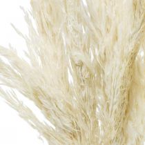 položky Pampas tráva sušená Bielená suchá deco 65-75cm 6ks v zväzku