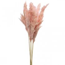 Pampová tráva sušená ružová suché kvetinárstvo 65-75cm 6ks v zväzku