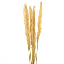 položky Pampas tráva sušená suchá tráva krémová suchá dekorácia 70cm 6ks