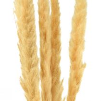 položky Pampas tráva sušená suchá tráva krémová suchá dekorácia 70cm 6ks