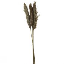 položky Pampasová tráva sušená dekoračná suchá tráva prírodná 95cm 3ks