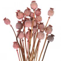 položky Kapsule Dry Deco Makové kapsuly Sušené kvety ružového maku 75g