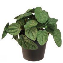 položky Peperomia Green Twist - Robustná, dekoratívna izbová rastlina v 20 cm kvetináči