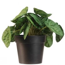 položky Peperomia Green Twist - Robustná, dekoratívna izbová rastlina v 20 cm kvetináči