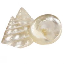 položky Perleťový top slimák dekorácia morský slimák 5–6cm 6ks