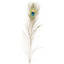 Článok Dekorácia z pávieho peria, pravé vtáčie perie, dlhé 75-85 cm, 8 kusov