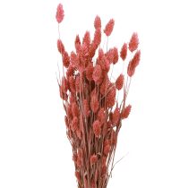 položky Phalaris lesk tráva sušené kvety ružová 64cm 70g × 2ks