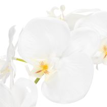 položky Umelá orchidea, klamlivo realistická, do kancelárie a obývačky, 62 cm
