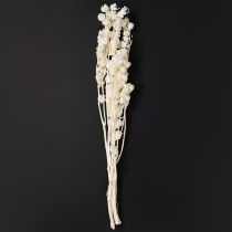 položky Sušený Physalis, bielený kvet čínskeho lampióna, dekoratívna Nicandra, 75-80 cm, 100 g