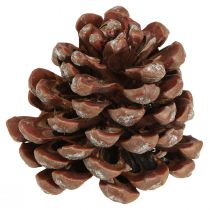 položky Šišky prírodné veľké ozdobné šišky 8-9cm 3 ks