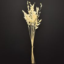 položky Plochouškový trávnik Chasmantium Champagne 70cm 10 ks