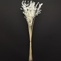 položky Plochouchá suchá tráva Chasmantium White 70cm 10 ks