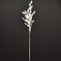 položky Plochouchá suchá tráva Chasmantium White 70cm 10 ks