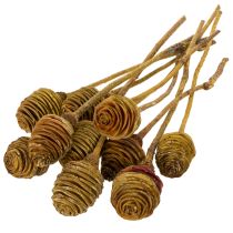 položky Platyspermum krém 1-3, 50 hláv