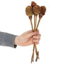položky Platyspermum krém 1-3, 50 hláv