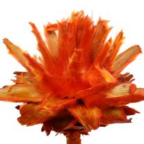 položky Plumosum 1 Orange 25 ks