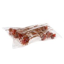 položky Plumosum 1 Orange 25 ks