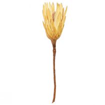 položky Proteen sušený Repens krém 1. voľba 10-12cm 25 ks