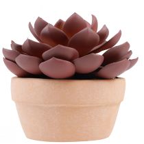položky Sukulentná rastlina v kvetináči Echeveria umelá červená Ø15cm