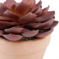 položky Sukulentná rastlina v kvetináči Echeveria umelá červená Ø15cm