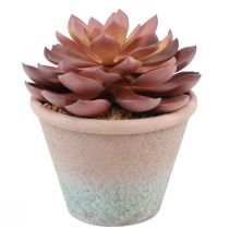 položky Šťavnatá rastlina v kvetináči Echeveria umelá červená vintage Ø15cm V16cm