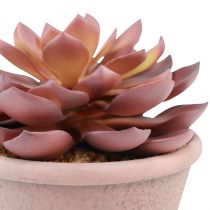 položky Šťavnatá rastlina v kvetináči Echeveria umelá červená vintage Ø15cm V16cm