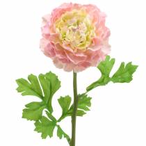 položky Ranunculus Pink V45 cm