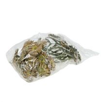 položky Repens rozeta zelená matná 8cm - 9cm 25 ks