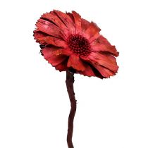 položky Repens Rozeta Erika 8cm - 9cm 25 ks