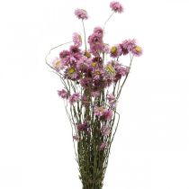 položky Slamené kvety sušené kvety ružové akroklinium strapec 20g