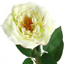 položky Umelá ruža, ozdobná ruža, hodvábny kvet krémovo biela, zelená L72cm Ø12cm
