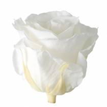 položky Infinity Roses Large Ø5,5-6cm Biela 6 ks
